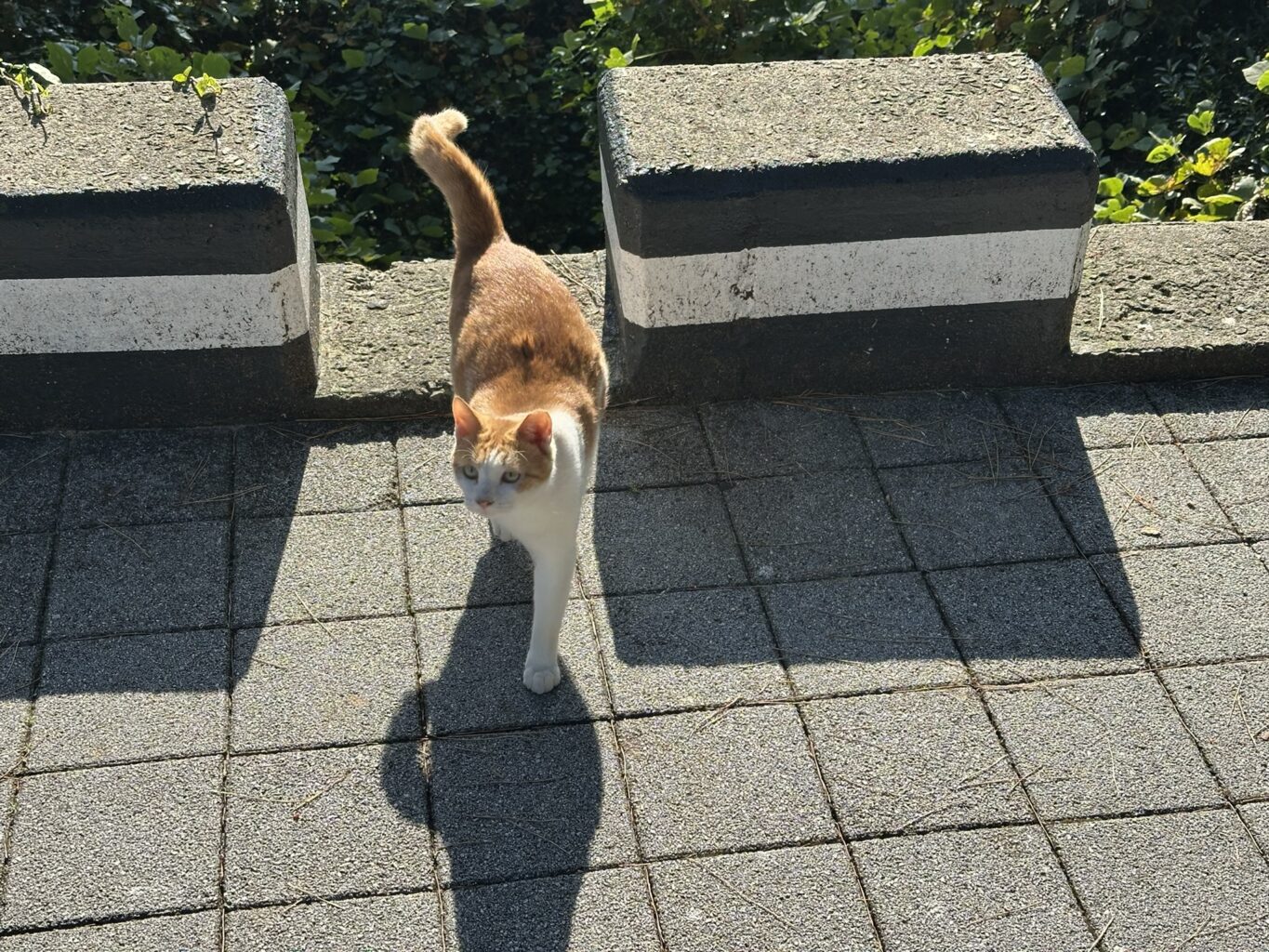 IMG 9111